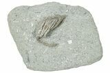 Fossil Crinoid (Pachyiocrinus) - Crawfordsville, Indiana #291748-1